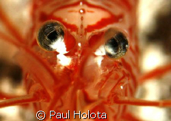 Look into my eyes! Peppermint shrimp. Bonaire. Canon XTi ... by Paul Holota 